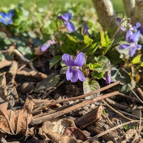 Viola reichenbachiana: Plant in habitat Garden in the NatureSpots App