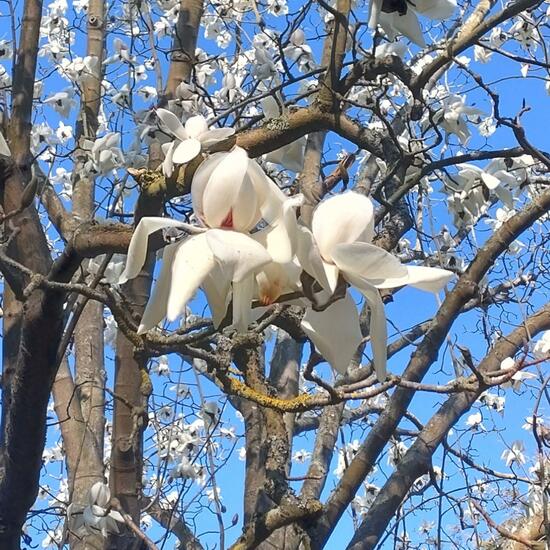 Magnolia × alba: Plant in habitat Park in the NatureSpots App