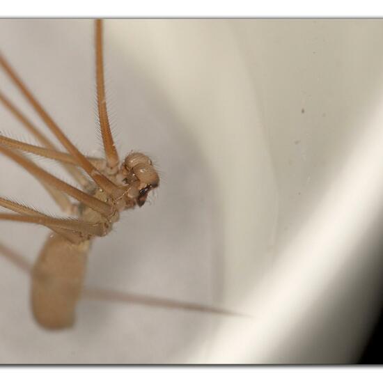 Pholcus phalangioides: Animal in habitat Living space or Indoor in the NatureSpots App