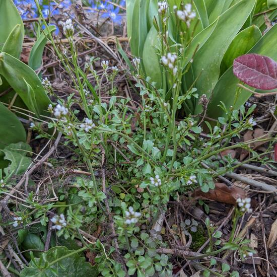 Cardamine hirsuta: Plant in habitat Garden in the NatureSpots App