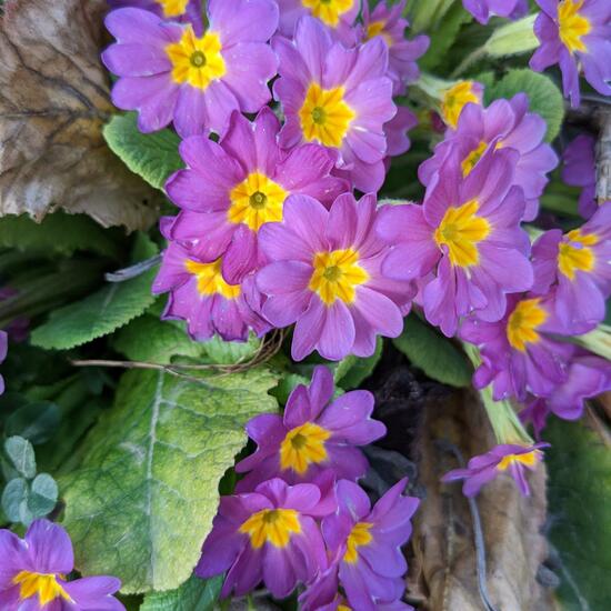 Primula vulgaris: Plant in habitat Garden in the NatureSpots App