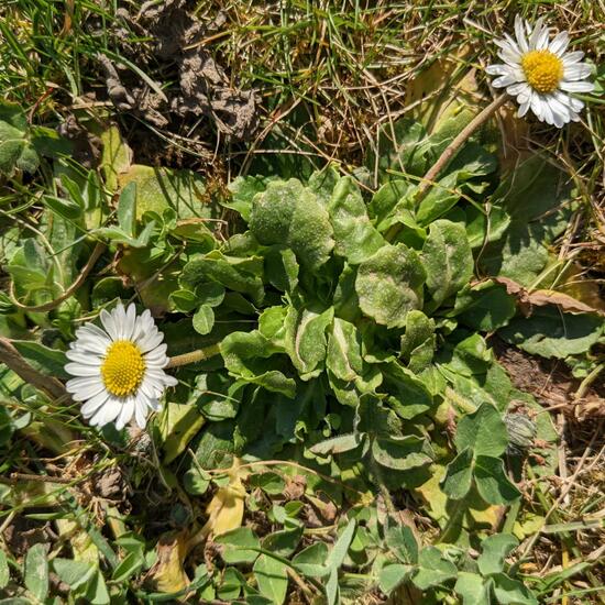 Bellis perennis: Plant in habitat Garden in the NatureSpots App