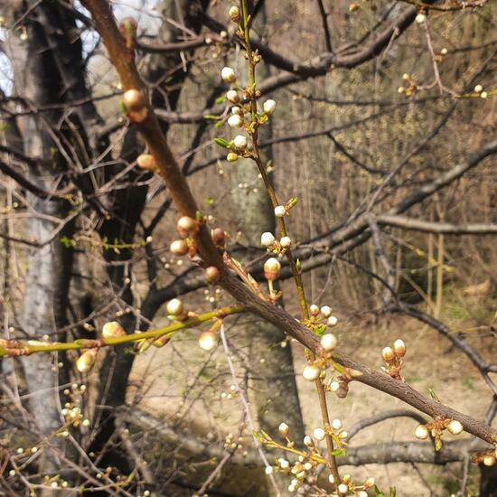 Prunus cerasus: Plant in habitat Sub-urbia in the NatureSpots App