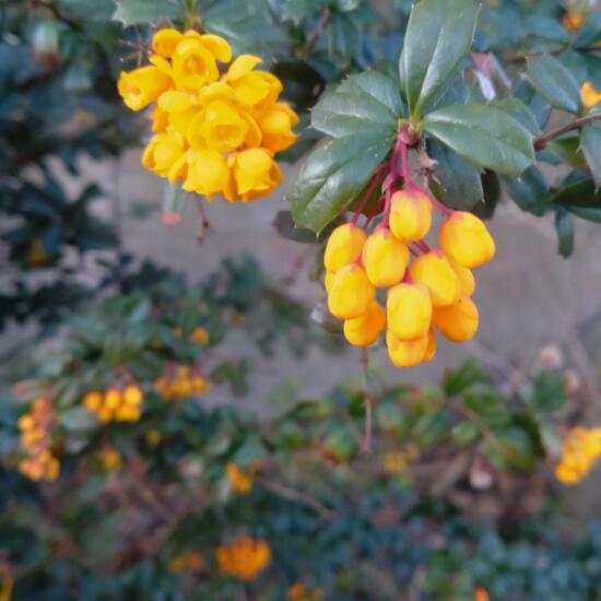 Berberis darwinii: Plant in habitat Road or Transportation in the NatureSpots App