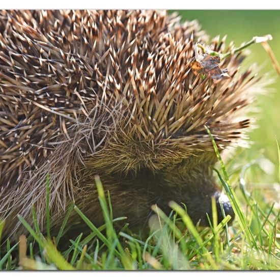 European hedgehog: Animal in habitat Garden in the NatureSpots App