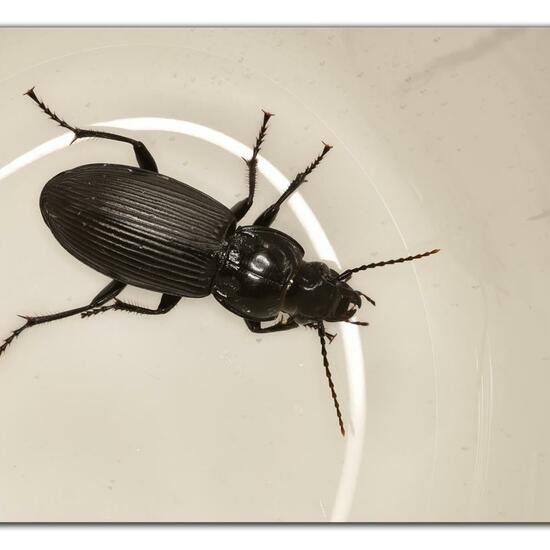 Pterostichus niger: Animal in habitat Garden in the NatureSpots App