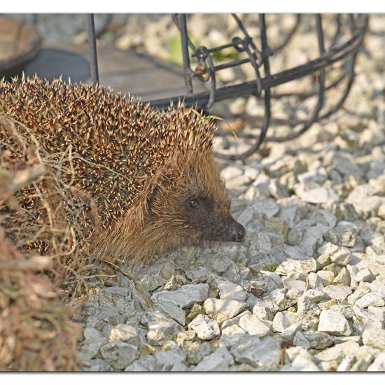 European hedgehog: Animal in habitat Garden in the NatureSpots App