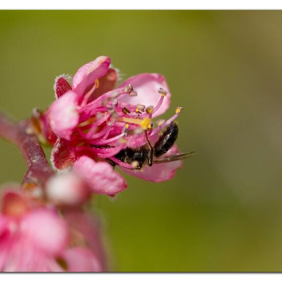Andrena bicolor: Animal in habitat Backyard in the NatureSpots App