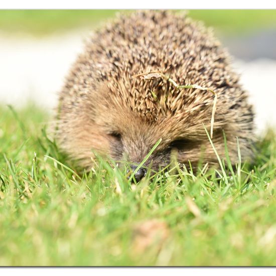 European hedgehog: Animal in habitat Garden in the NatureSpots App