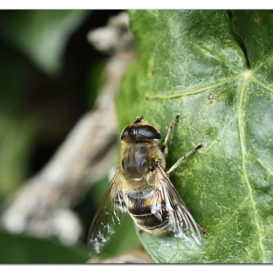 Eristalis tenax: Animal in habitat Garden in the NatureSpots App