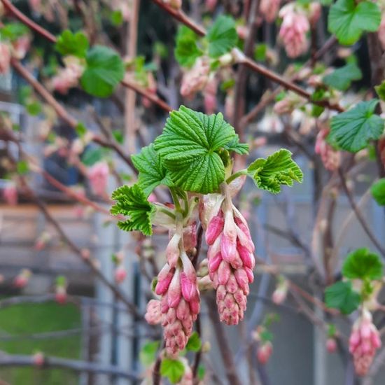 Ribes: Plant in nature in the NatureSpots App