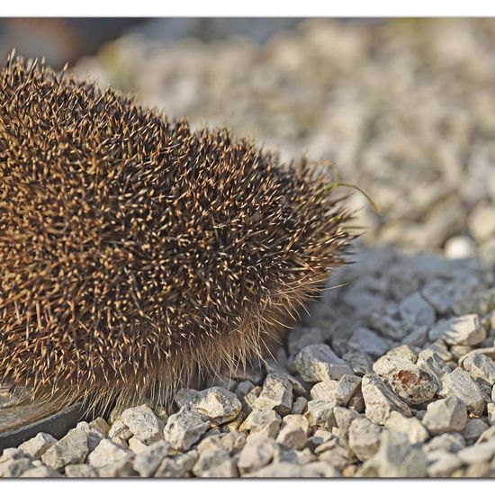 European hedgehog: Animal in habitat Garden in the NatureSpots App