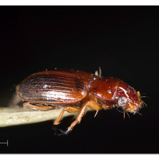 Coleoptera: Animal in habitat Garden in the NatureSpots App