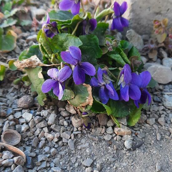 Viola odorata: Plant in nature in the NatureSpots App