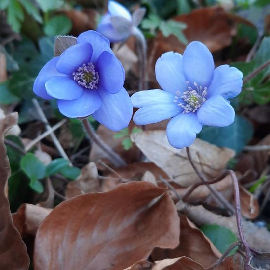 Hepatica: Plant in nature in the NatureSpots App