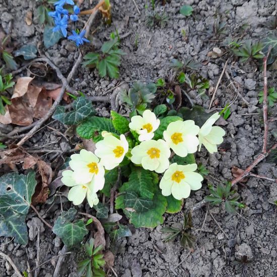 Primula: Plant in habitat Park in the NatureSpots App