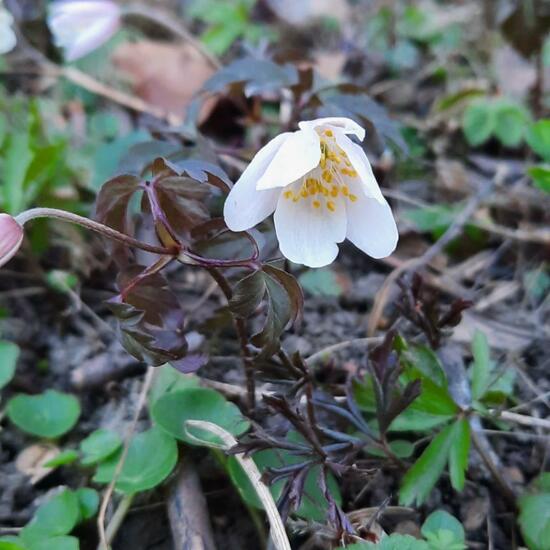 Anemone nemorosa: Plant in nature in the NatureSpots App