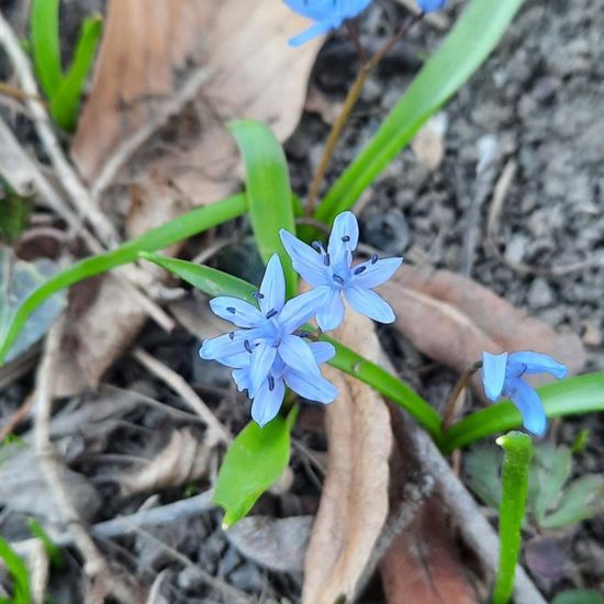 Scilla bifolia: Plant in nature in the NatureSpots App