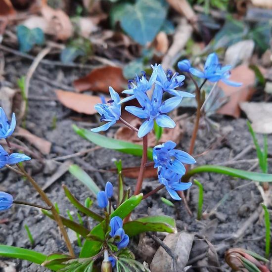 Scilla bifolia: Plant in nature in the NatureSpots App