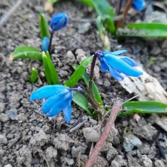 Scilla drunensis: Plant in nature in the NatureSpots App