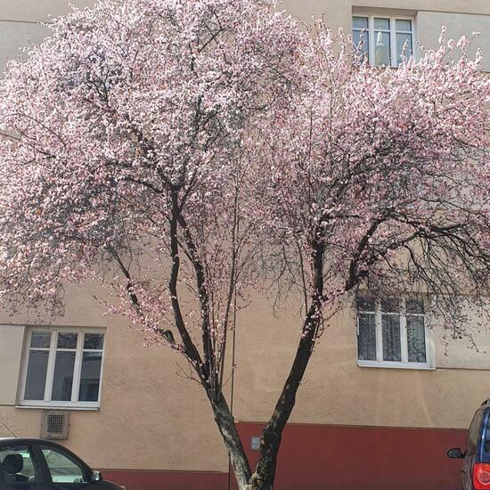 Prunus cerasifera: Plant in habitat City and Urban in the NatureSpots App