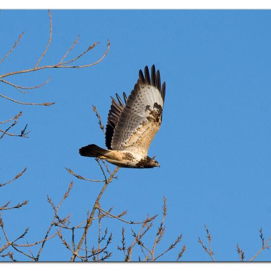 Common Buzzard: Animal in habitat Agricultural meadow in the NatureSpots App