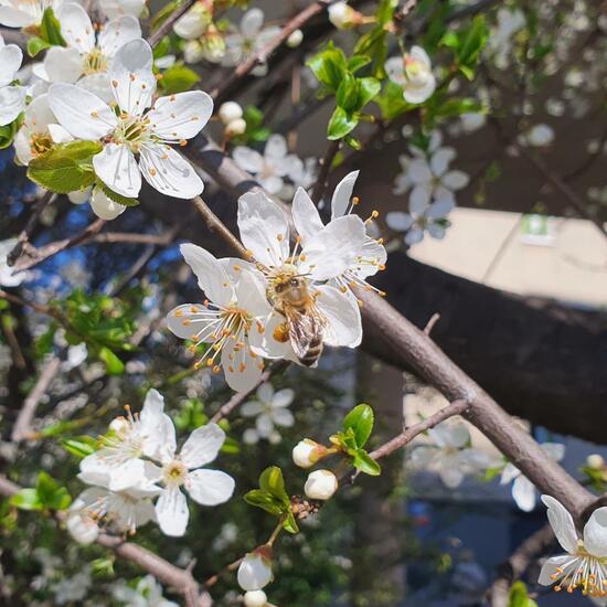 Mirabelle plum: Plant in nature in the NatureSpots App