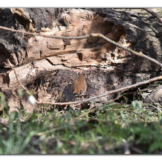 Eurasian Wren: Animal in habitat Garden in the NatureSpots App