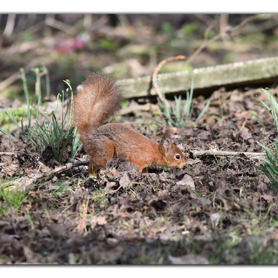 Red squirrel: Animal in habitat Backyard in the NatureSpots App