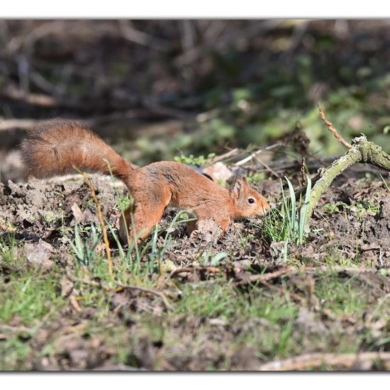 Red squirrel: Animal in habitat Backyard in the NatureSpots App