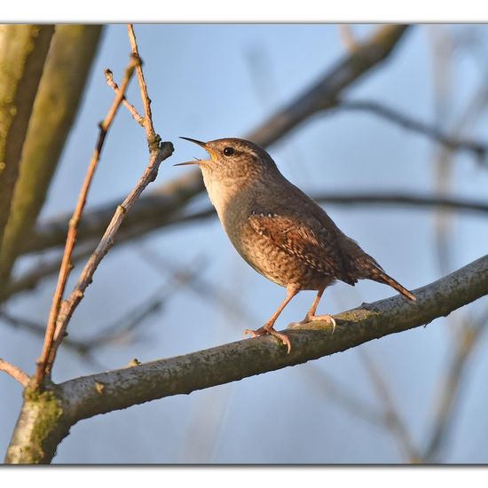 Eurasian Wren: Animal in habitat Backyard in the NatureSpots App