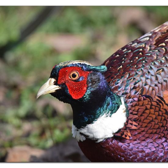 Common Pheasant: Animal in habitat Garden in the NatureSpots App