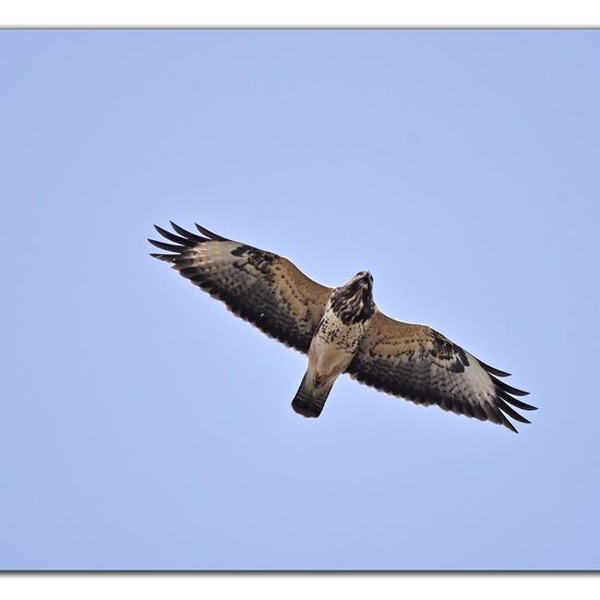 Common Buzzard: Animal in habitat Garden in the NatureSpots App