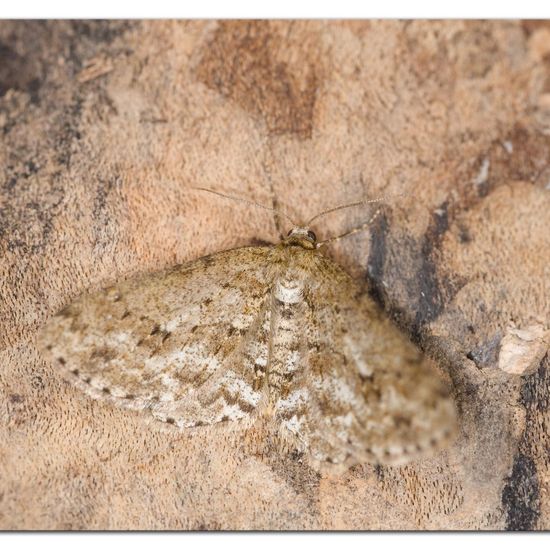 Engrailed: Animal in habitat Garden in the NatureSpots App