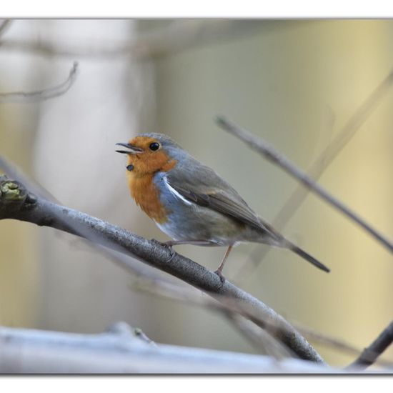 European robin: Animal in habitat Backyard in the NatureSpots App