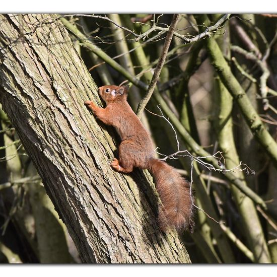 Red squirrel: Animal in habitat Backyard in the NatureSpots App