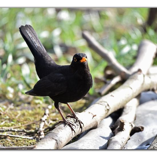 Common blackbird: Animal in habitat Garden in the NatureSpots App