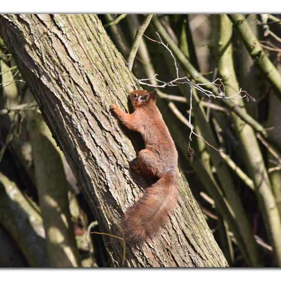 Red squirrel: Animal in habitat Backyard in the NatureSpots App