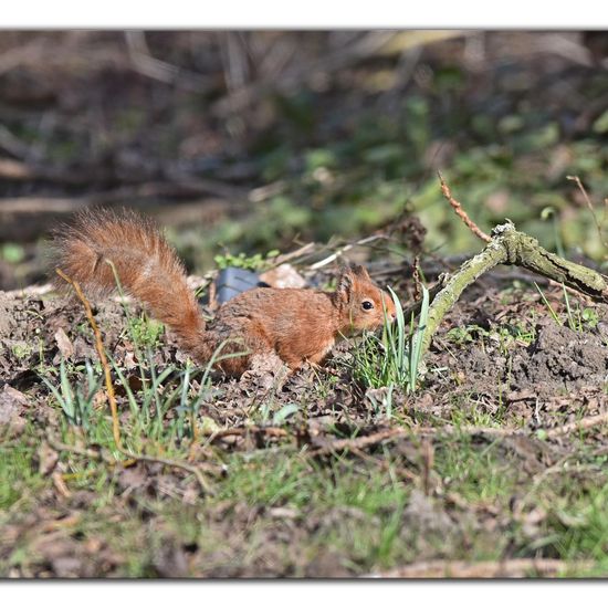 Red squirrel: Animal in habitat Backyard in the NatureSpots App