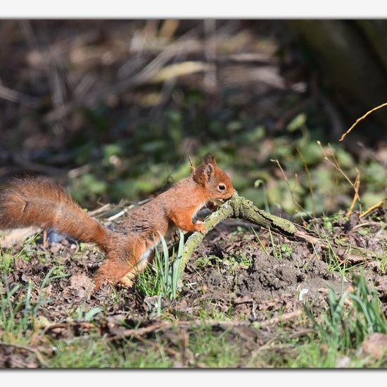 Red squirrel: Animal in habitat Backyard in the NatureSpots App