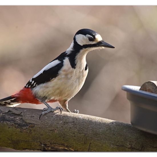 Great Spotted Woodpecker: Animal in habitat Garden in the NatureSpots App