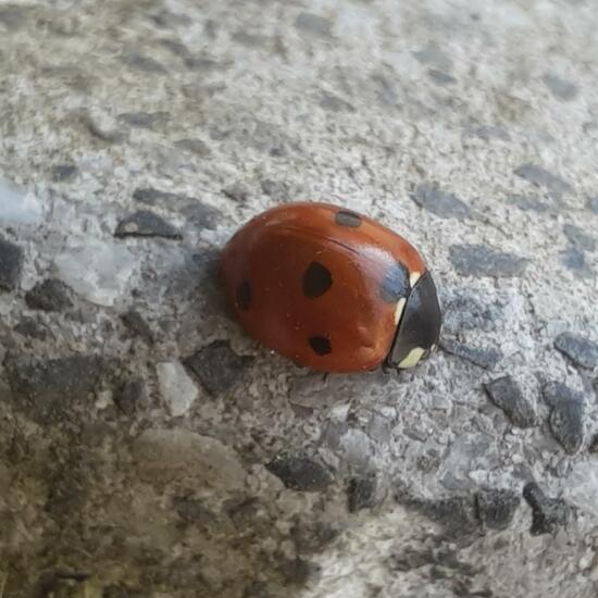 Coccinella septempunctata: Animal in habitat City and Urban in the NatureSpots App