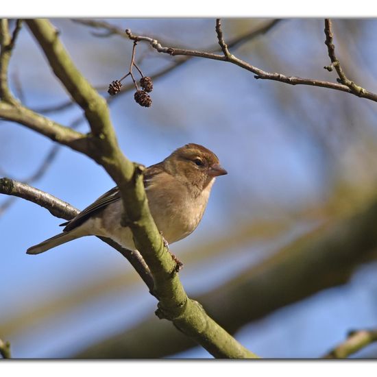 Common Chaffinch: Animal in habitat Garden in the NatureSpots App