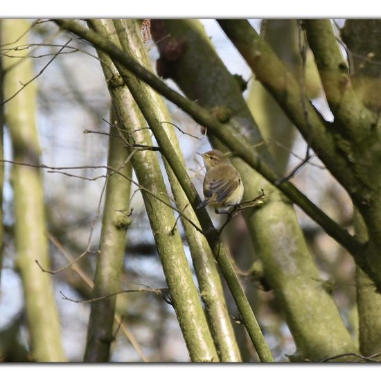 Common Chiffchaff: Animal in habitat Garden in the NatureSpots App