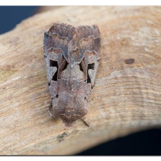 Hebrew Character: Animal in habitat Garden in the NatureSpots App