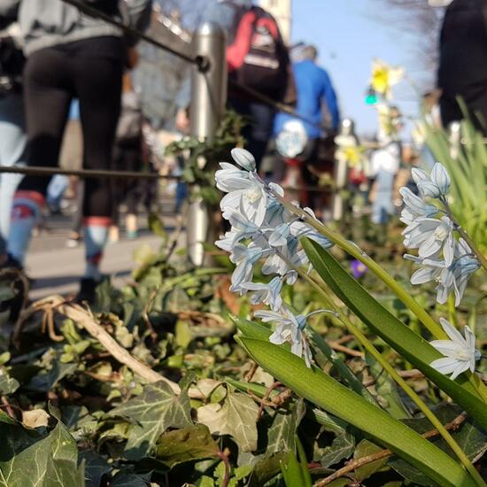 Landscape: Urban and Garden in habitat Flowerbed in the NatureSpots App