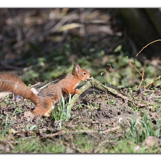 Red squirrel: Animal in habitat Backyard in the NatureSpots App