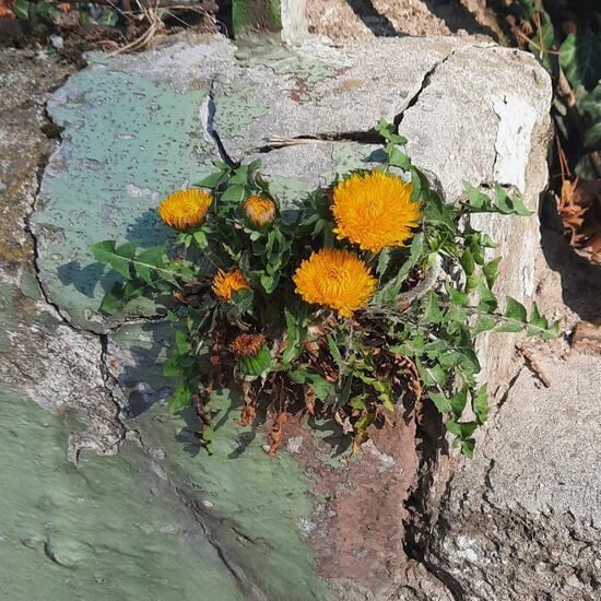 Taraxacum sect. Ruderalia: Plant in habitat City or Urban habitat in the NatureSpots App