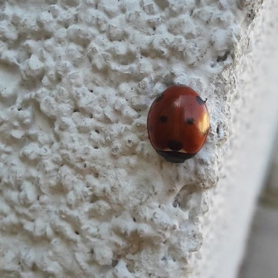 Coccinella septempunctata: Animal in nature in the NatureSpots App