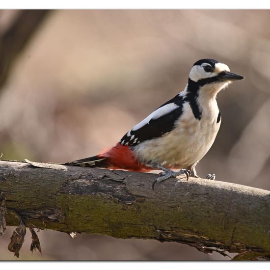 Great Spotted Woodpecker: Animal in habitat Garden in the NatureSpots App